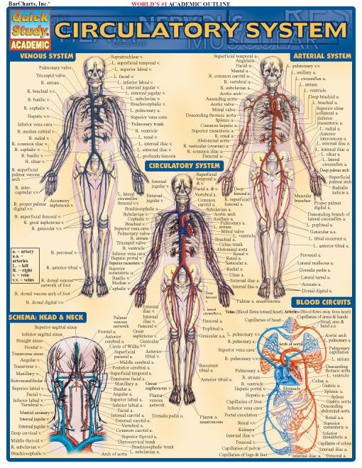 Circulatory System