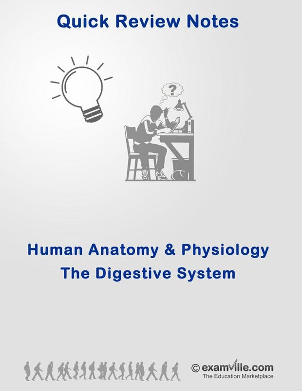 Quick Review: The Human Digestive System