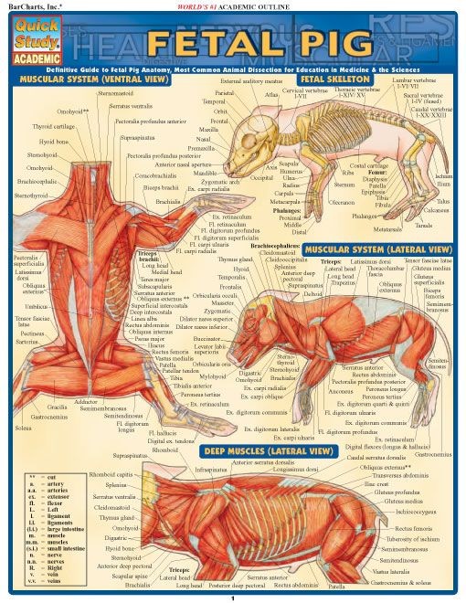 Fetal Pig Dissection Diagram Fetal Pig Dissection Diagram