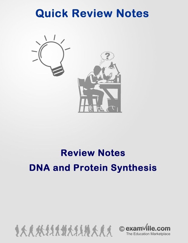 DNA and Protein Synthesis Quick Review