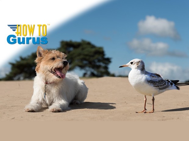 How to Combine and Move Animals in a Photo with Photoshop Elements 11 12 13 14 Tutorial