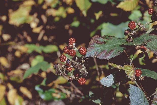 Vintage Nature - Photo Bundle