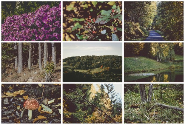 Vintage Nature - Photo Bundle