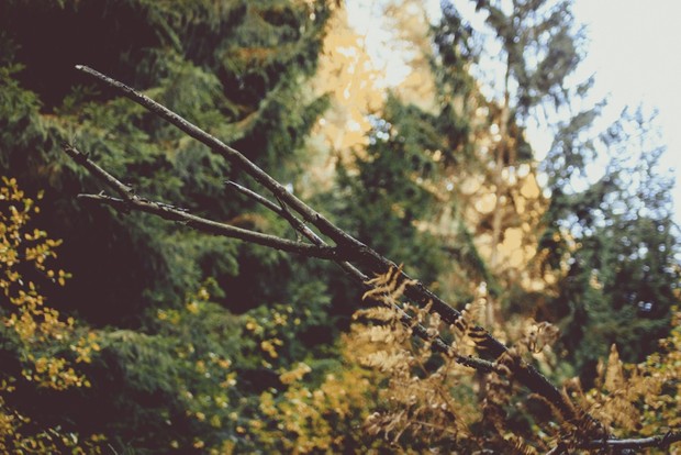 Vintage Nature - Photo Bundle