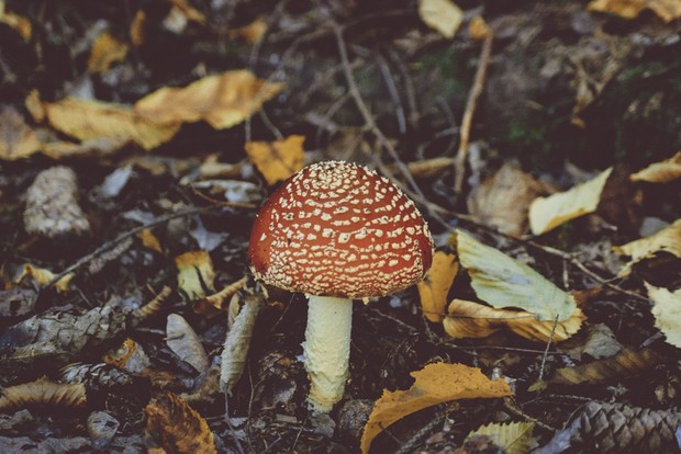 Vintage Nature - Photo Bundle