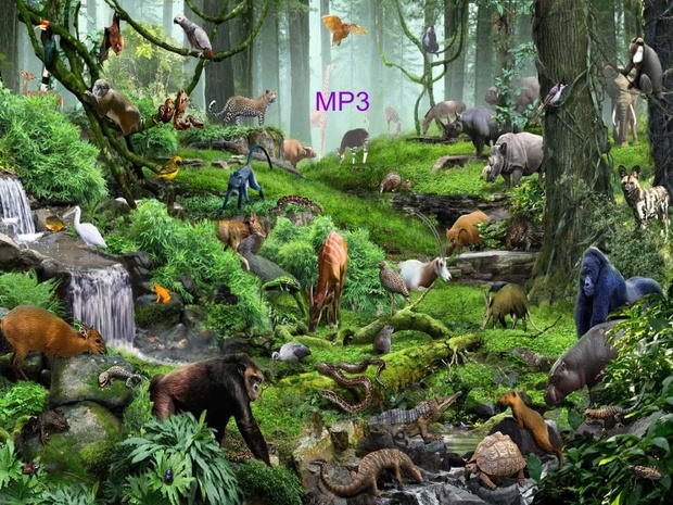 communicate with animals nature