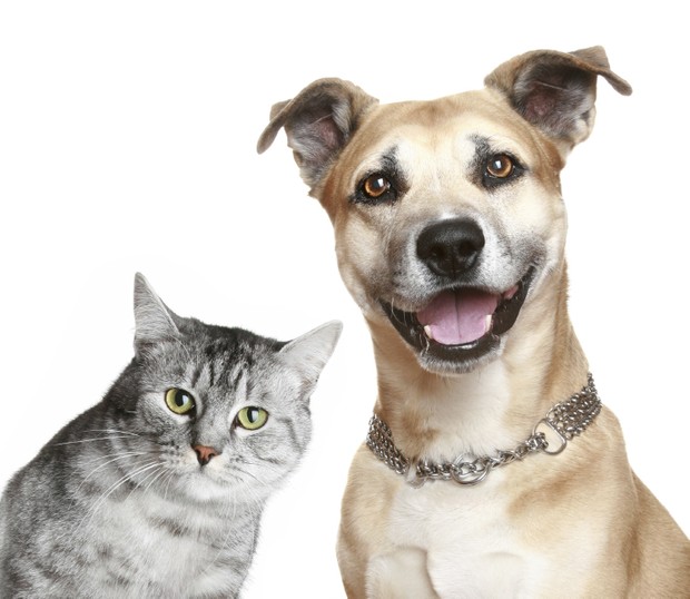 PAWOLOGY – Palm Reading for Animals Paws & Animal Hypnosis