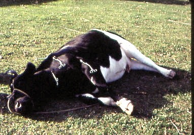 ANIMAL HYPNOSIS & HUMAN HYPNO-TRICKS