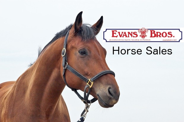 Evans Bros Horse Sale Catalogue For April 2016