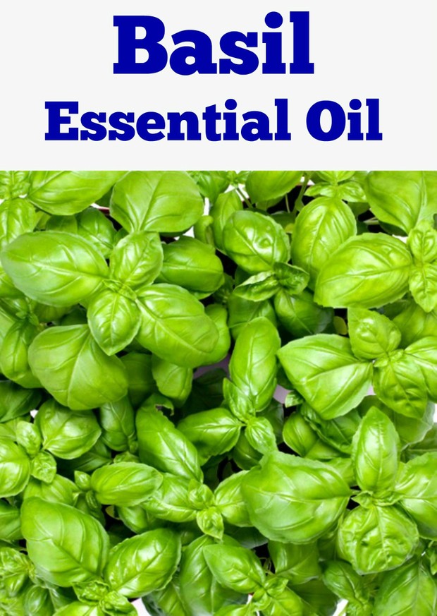 Basil Essential Oil
