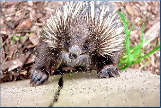 THE ECHIDNA - E JIGSAW PUZZLE (Level Easy)